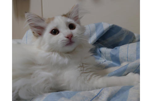成約済の埼玉県のノルウェージャンフォレストキャット-31822の4枚目