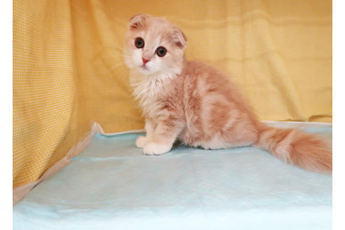 成約済の東京都のスコティッシュフォールド-33334の2枚目