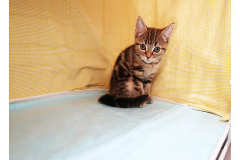 成約済の東京都のアメリカンショートヘア-33332の3枚目