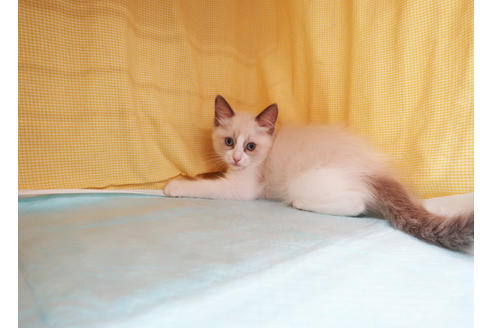 成約済の東京都のラグドール-34858の5枚目