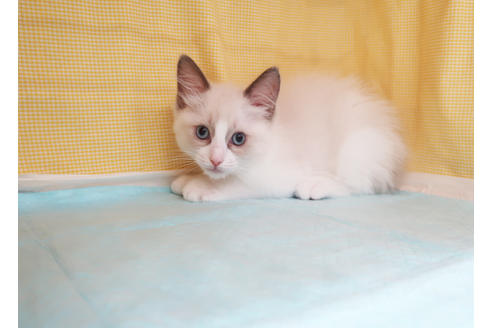 成約済の東京都のラグドール-34858の4枚目