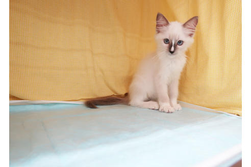 成約済の東京都のラグドール-35466の5枚目