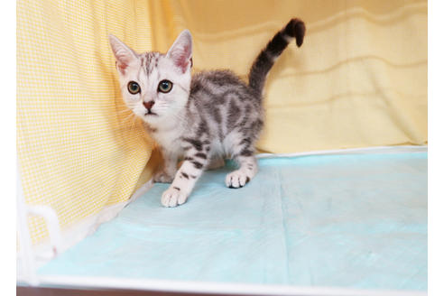 成約済の東京都のアメリカンショートヘア-33142の4枚目