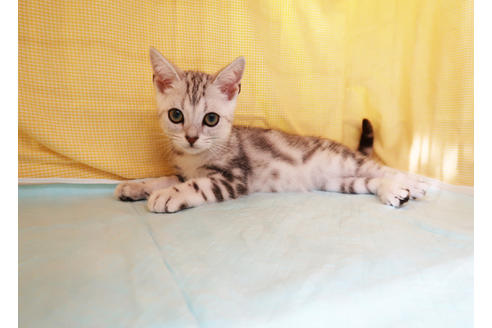 成約済の東京都のアメリカンショートヘア-33142の3枚目