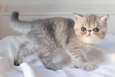 ぱっちりおめめ♡エキゾチック子猫ちゃん♡アートドール