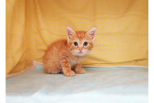 成約済の東京都のマンチカン-36067の2枚目