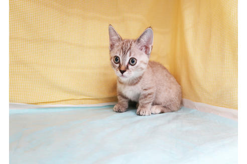 成約済の東京都のマンチカン-36068の6枚目