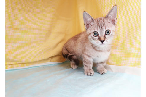 成約済の東京都のマンチカン-36068の5枚目