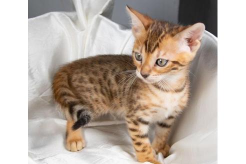 茨城県のベンガル 女の子 22 08 04生まれ 元気で人懐っこい女の子です 子猫id 子猫ブリーダーナビ