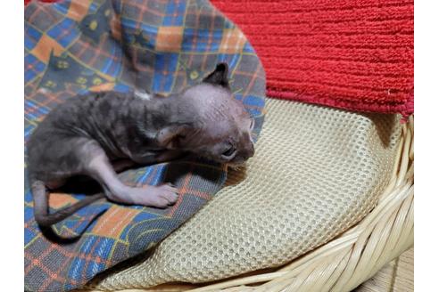 成約済の千葉県のその他の猫種-35339の1枚目