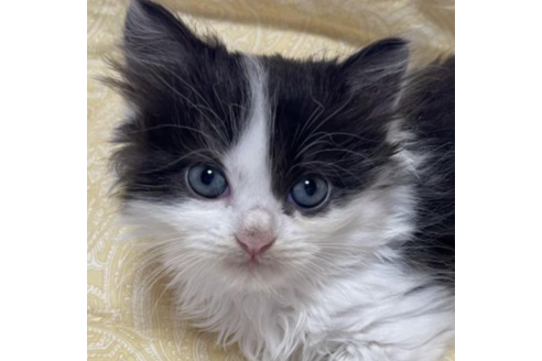 ミヌエットでブラック系の子猫を探す 子猫ブリーダーナビ