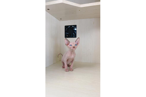 福岡県のスフィンクス 女の子 22 07 21生まれ 可愛いお嬢様登場 子猫id 341 子猫ブリーダーナビ