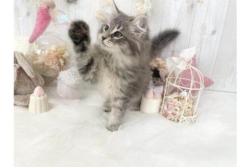 成約済の大阪府のサイベリアン-32995の5枚目
