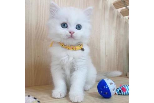 成約済の長野県のマンチカン-36141の3枚目