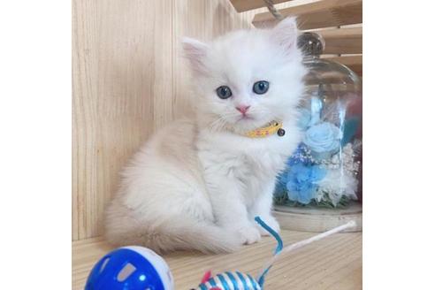 成約済の長野県のマンチカン-36141の4枚目