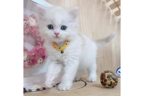 成約済の長野県のマンチカン-36141の5枚目