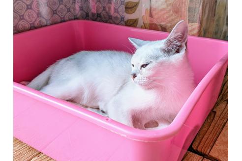 成約済の東京都のその他の猫種-26411の10枚目