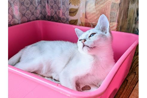 成約済の東京都のその他の猫種-26411の6枚目