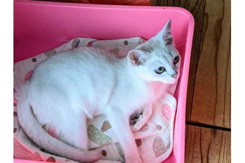 成約済の東京都のその他の猫種-26411の9枚目