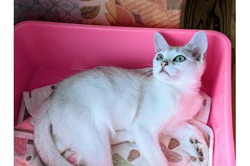 成約済の東京都のその他の猫種-26411の8枚目