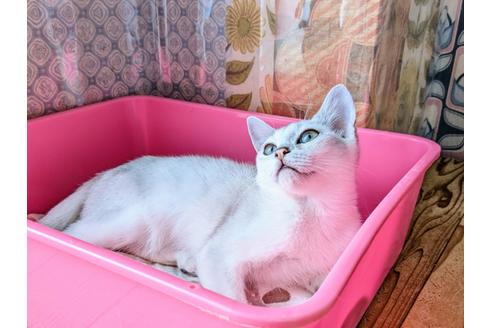 成約済の東京都のその他の猫種-26411の7枚目