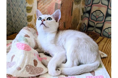 成約済の東京都のその他の猫種-26411の5枚目
