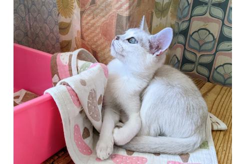 成約済の東京都のその他の猫種-26411の4枚目