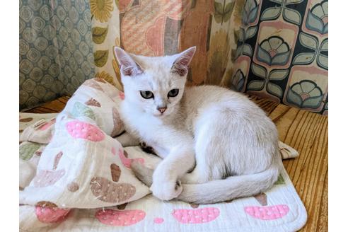 成約済の東京都のその他の猫種-26411の3枚目