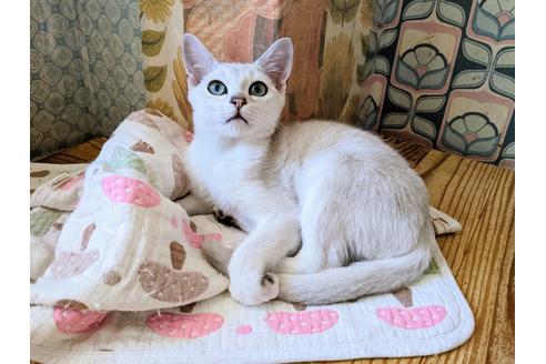 成約済の東京都のその他の猫種-26411の2枚目