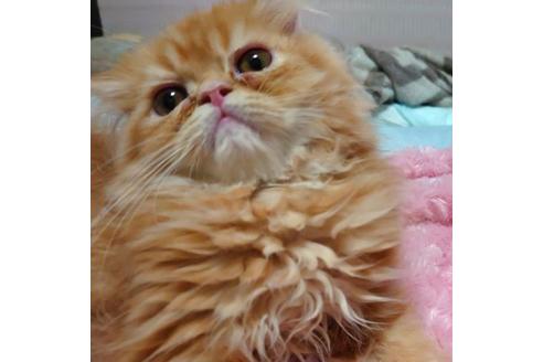 成約済の愛知県のエキゾチックショートヘア-36181の2枚目