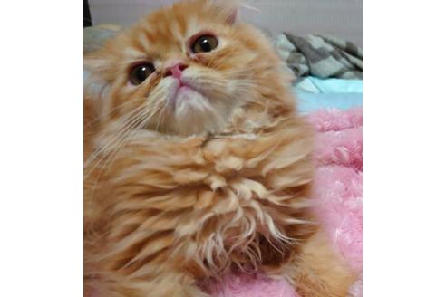 成約済の愛知県のエキゾチックショートヘア-36181の4枚目