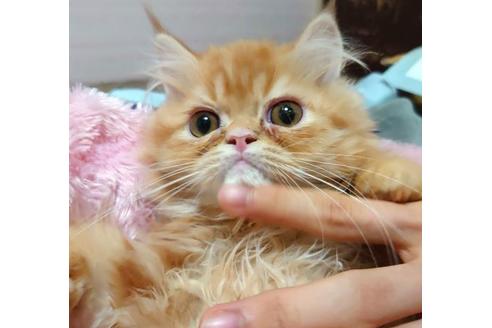 成約済の愛知県のエキゾチックショートヘア-36181の5枚目