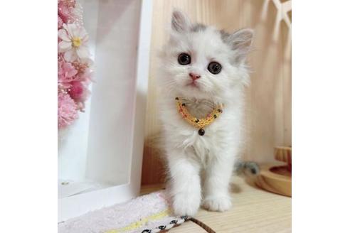 成約済の長野県のマンチカン-36196の2枚目