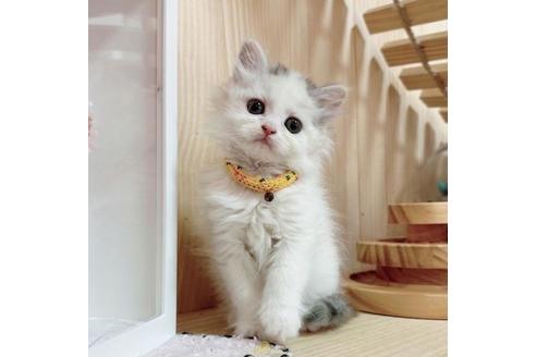 成約済の長野県のマンチカン-36196