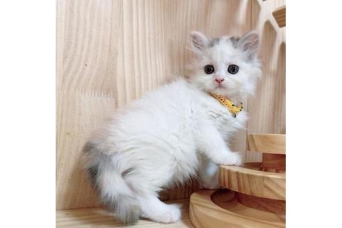 成約済の長野県のマンチカン-36196の3枚目