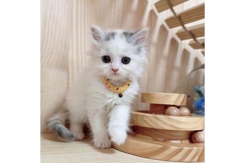 成約済の長野県のマンチカン-36196の5枚目