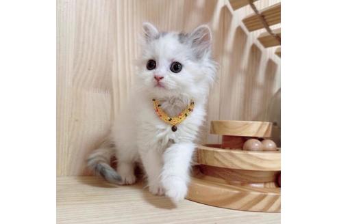 成約済の長野県のマンチカン-36196の4枚目