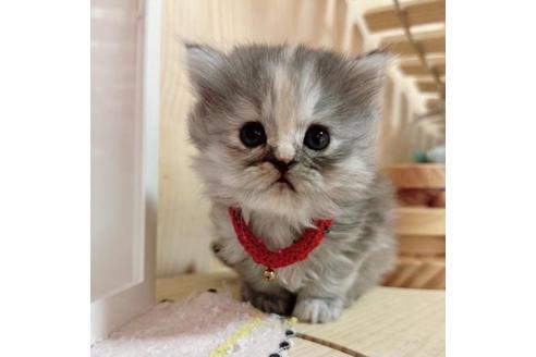 成約済の長野県のミヌエット-36198の1枚目