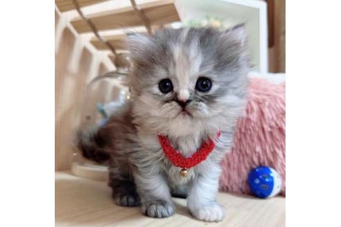 成約済の長野県のミヌエット-36198の2枚目