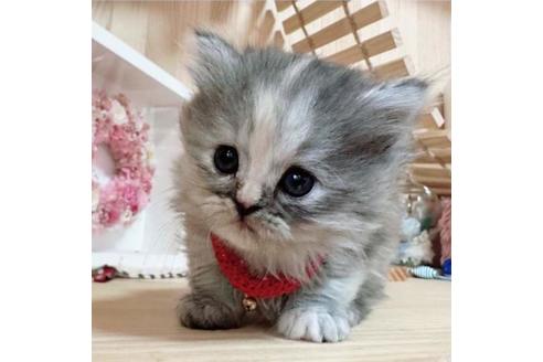 成約済の長野県のミヌエット-36198の3枚目