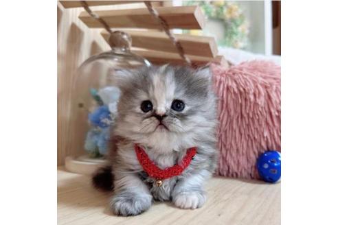 成約済の長野県のミヌエット-36198の5枚目