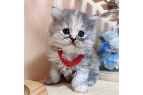 成約済の長野県のミヌエット-36198の4枚目