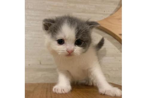 成約済の茨城県のスコティッシュフォールド-36221の2枚目