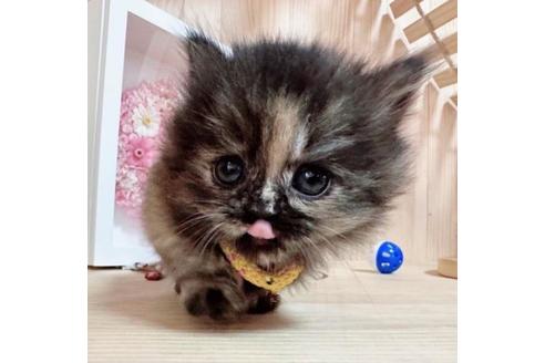 成約済の長野県のミヌエット-36229の2枚目