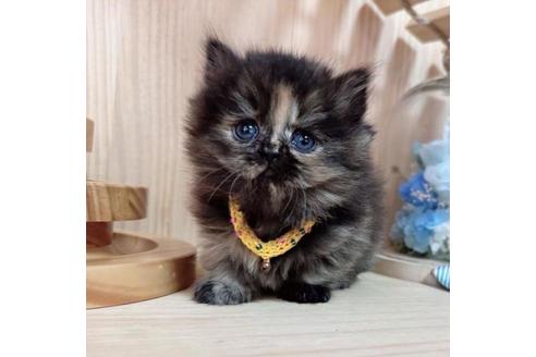 成約済の長野県のミヌエット-36229の1枚目