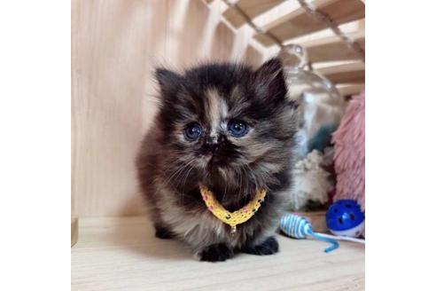 成約済の長野県のミヌエット-36229の4枚目