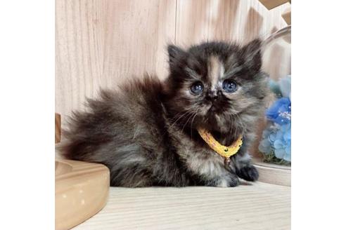 成約済の長野県のミヌエット-36229の5枚目