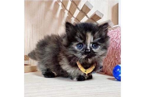 成約済の長野県のミヌエット-36229の3枚目