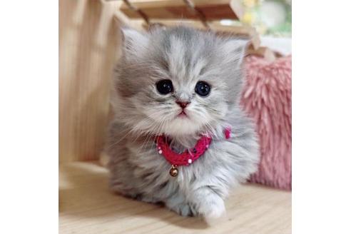 成約済の長野県のミヌエット-36231の1枚目