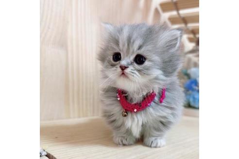 成約済の長野県のミヌエット-36231の2枚目